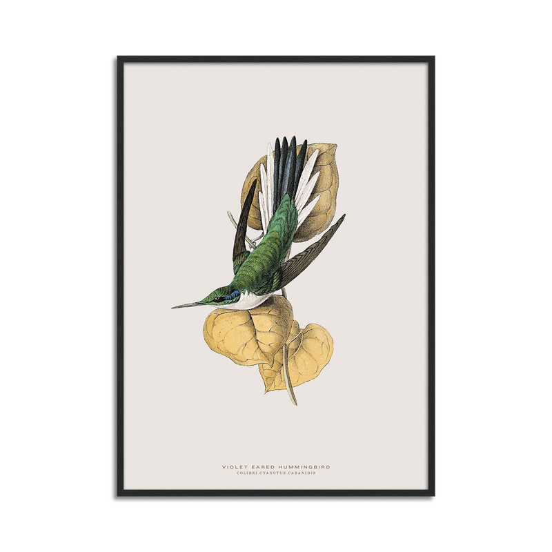 Violet Eared Hummingbird