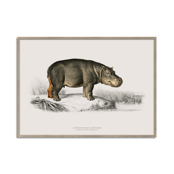 Hippo