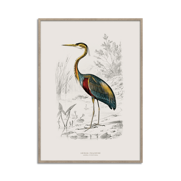 Purple Heron