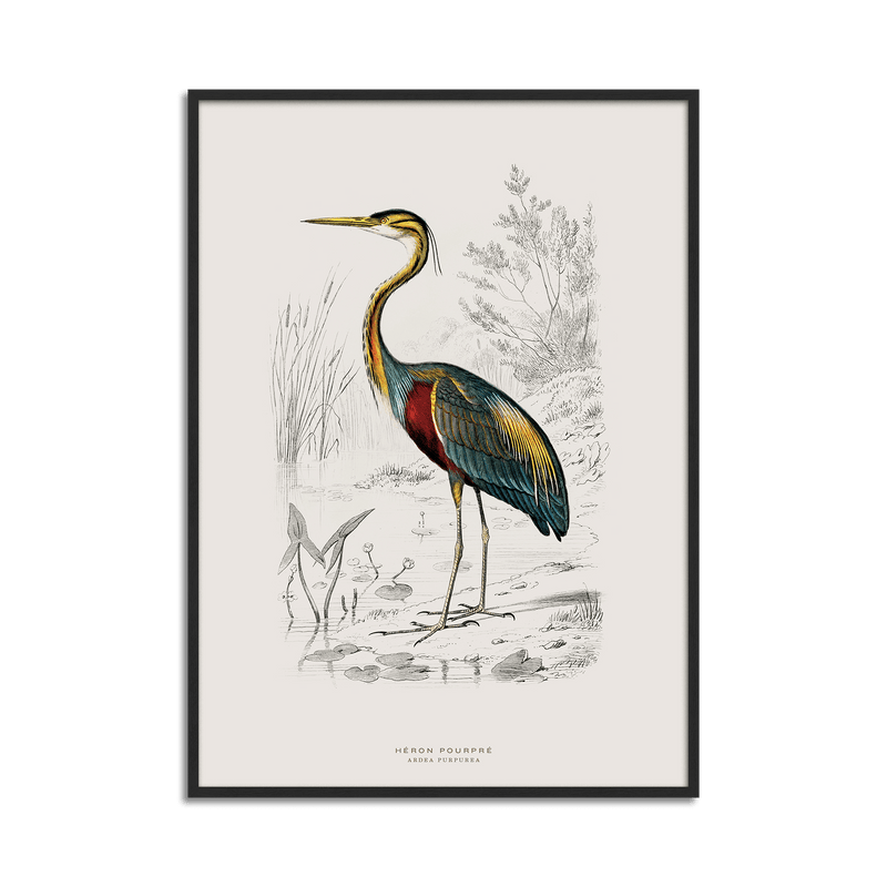 Purple Heron