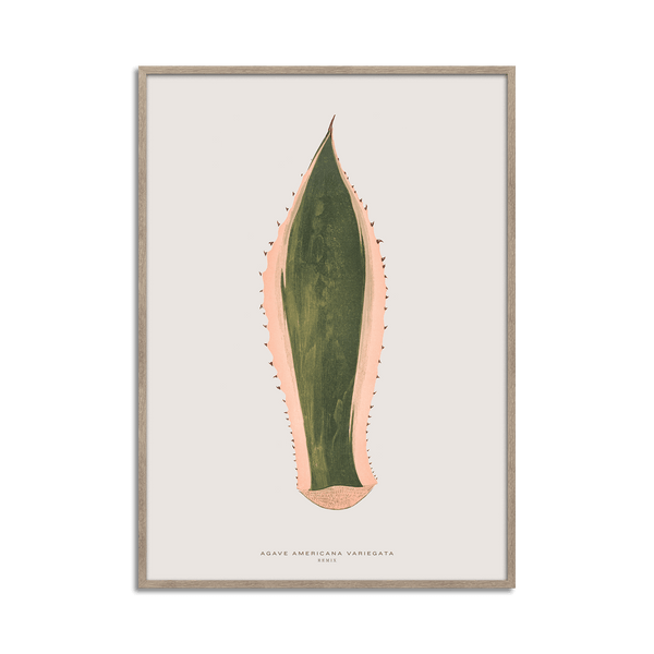Agave Americana Variecata