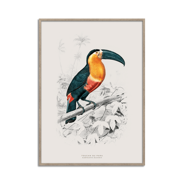 Toucan