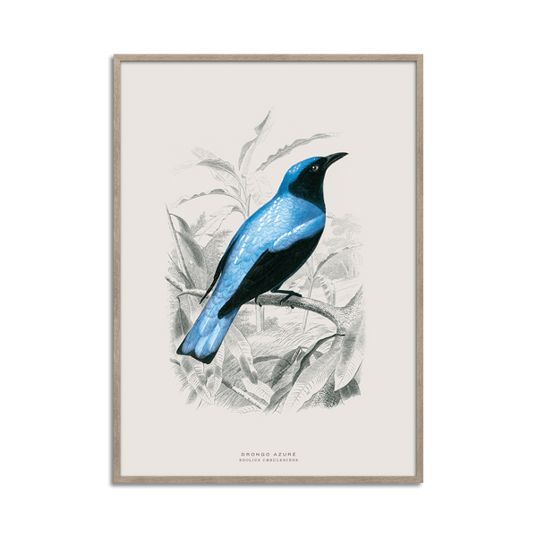 Drongo Bird