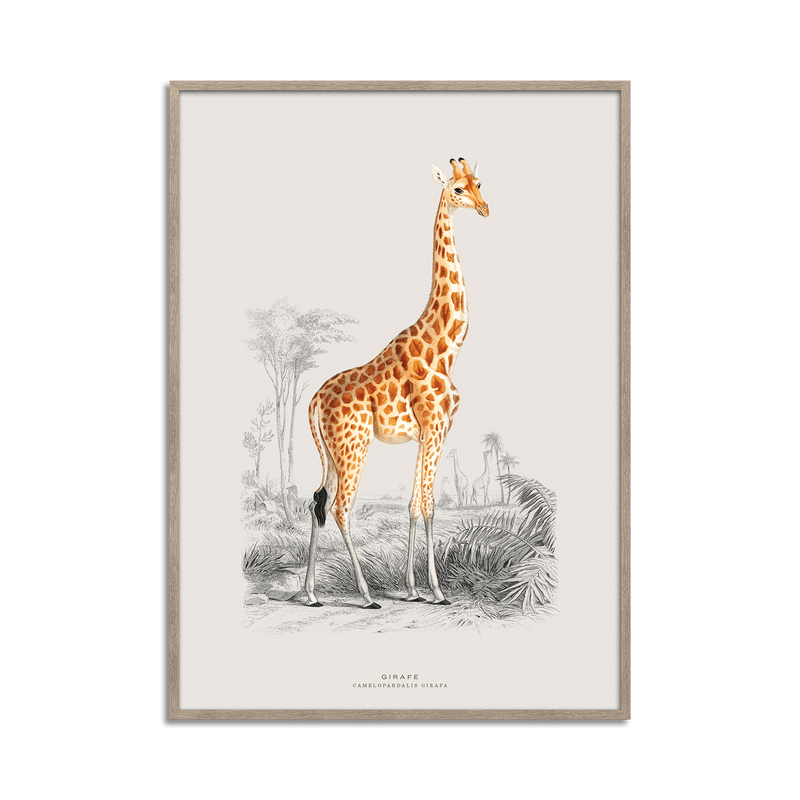 Giraffe