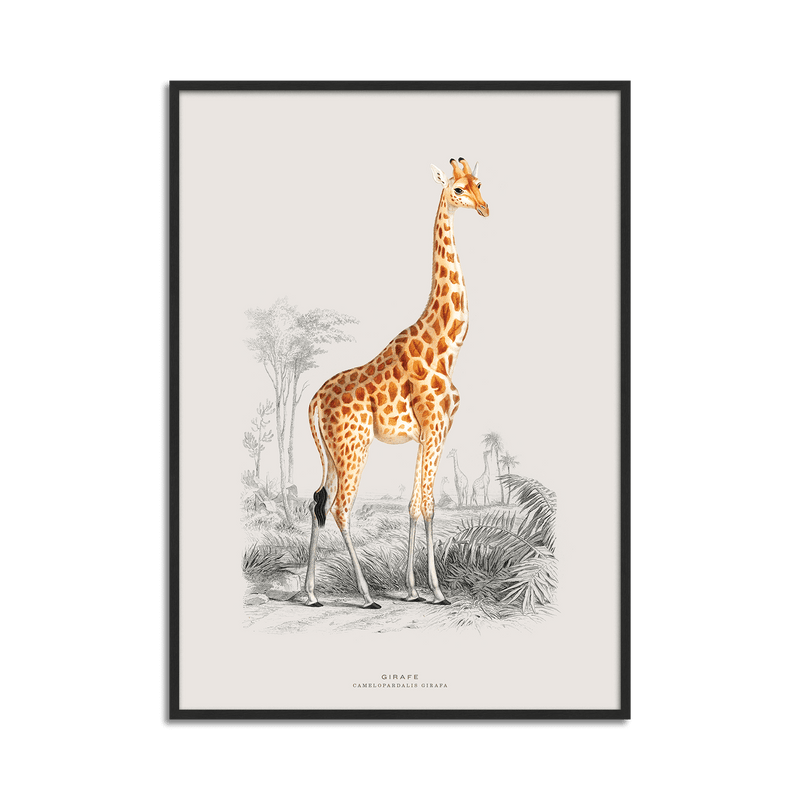 Giraffe