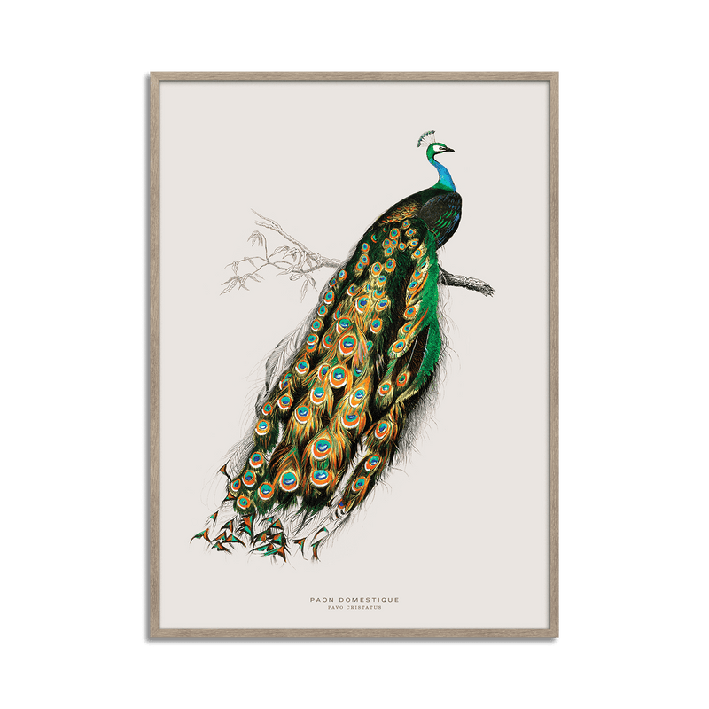 Peacock