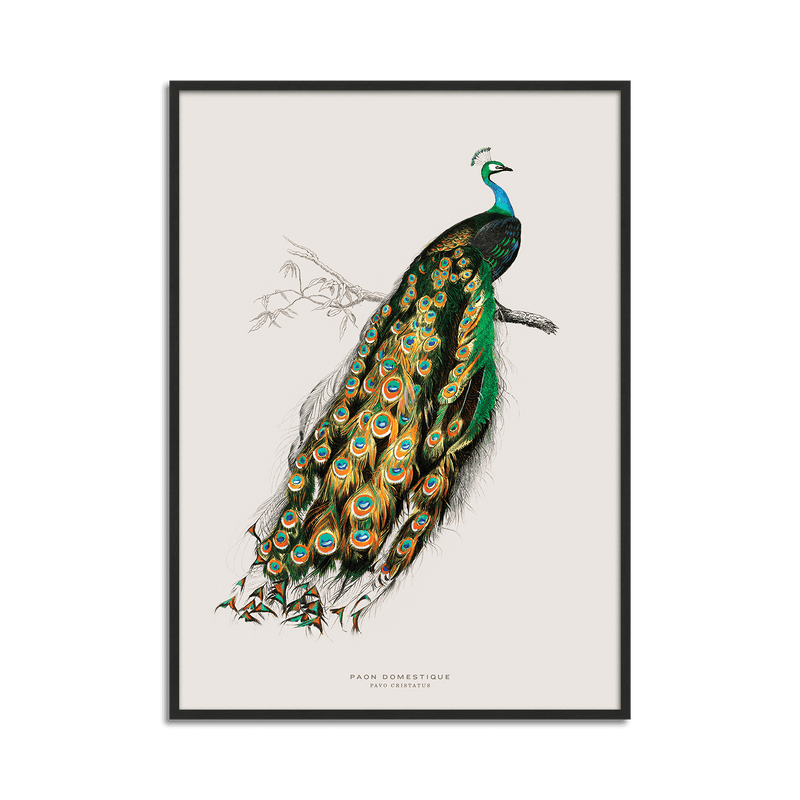 Peacock