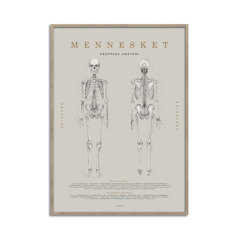 Plakat med menneskets anatomi fra Gehalt