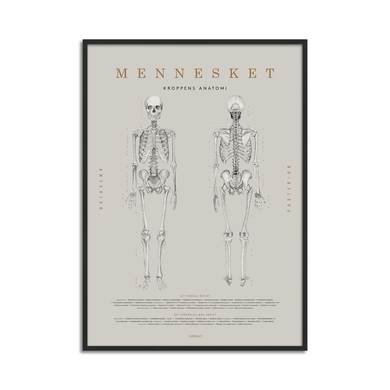 Plakat med menneskets anatomi fra Gehalt