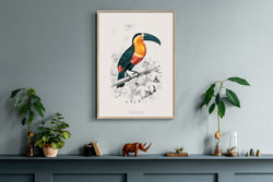 Toucan